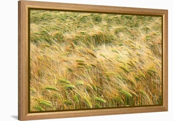 Barley-Dr. Keith Wheeler-Framed Premier Image Canvas