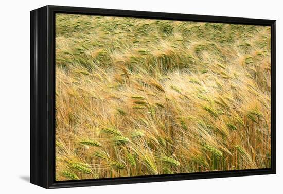 Barley-Dr. Keith Wheeler-Framed Premier Image Canvas