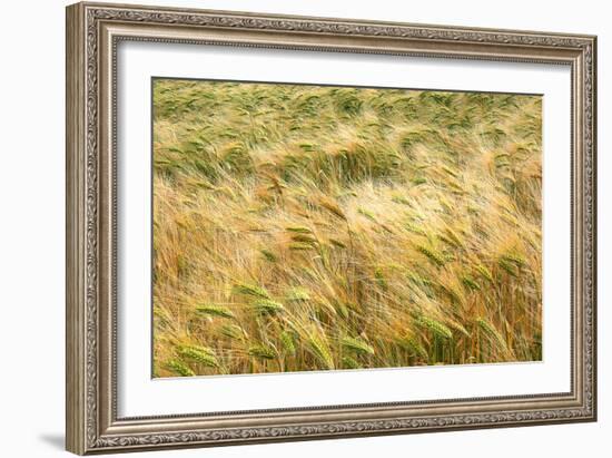 Barley-Dr. Keith Wheeler-Framed Photographic Print