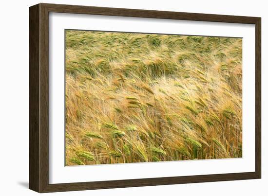 Barley-Dr. Keith Wheeler-Framed Photographic Print