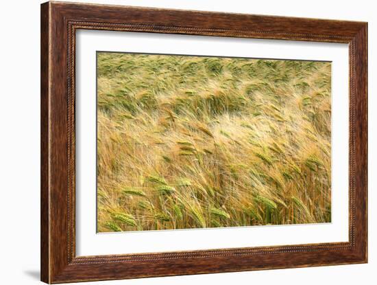 Barley-Dr. Keith Wheeler-Framed Photographic Print