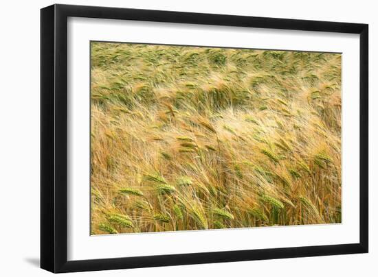 Barley-Dr. Keith Wheeler-Framed Photographic Print