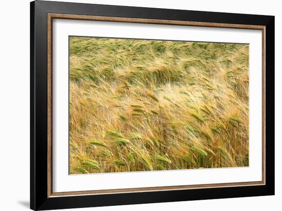 Barley-Dr. Keith Wheeler-Framed Photographic Print