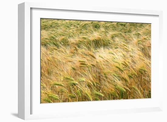 Barley-Dr. Keith Wheeler-Framed Photographic Print