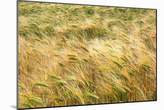 Barley-Dr. Keith Wheeler-Mounted Photographic Print