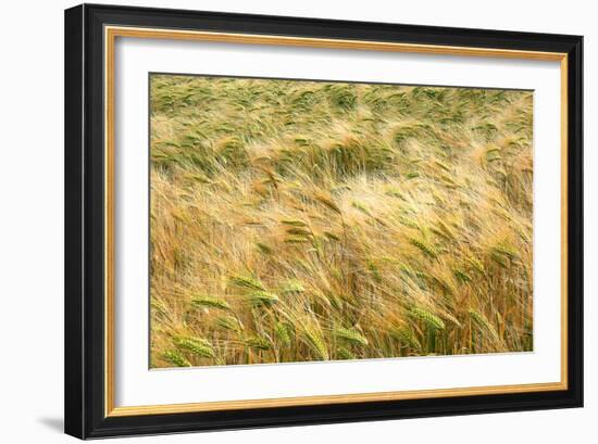 Barley-Dr. Keith Wheeler-Framed Photographic Print