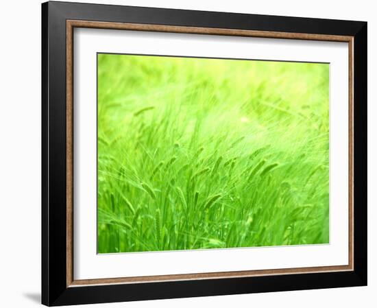 Barley-null-Framed Photographic Print