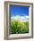 Barley-null-Framed Photographic Print