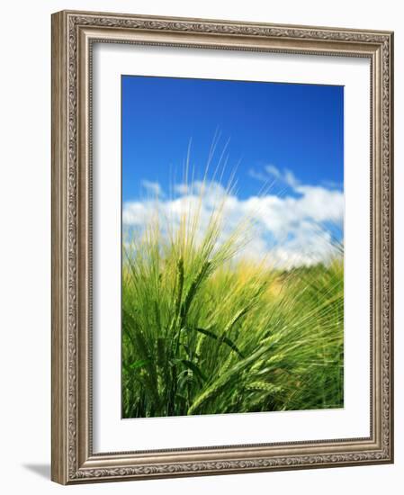 Barley-null-Framed Photographic Print