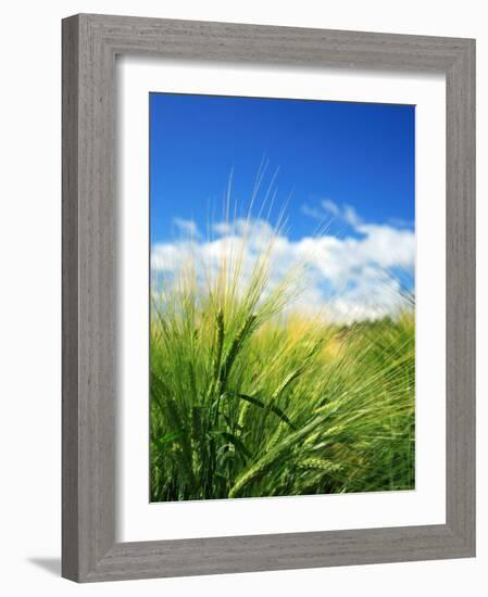 Barley-null-Framed Photographic Print