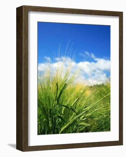 Barley-null-Framed Photographic Print