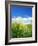 Barley-null-Framed Photographic Print