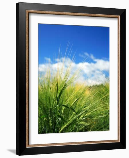 Barley-null-Framed Photographic Print