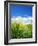 Barley-null-Framed Photographic Print