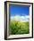 Barley-null-Framed Photographic Print