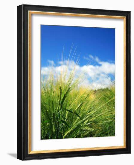 Barley-null-Framed Photographic Print