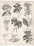 Varieties of the Cinchona Species-Barlow-Photographic Print