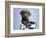 Barlow-Rachael Hale-Framed Photographic Print