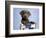 Barlow-Rachael Hale-Framed Photographic Print