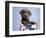 Barlow-Rachael Hale-Framed Photographic Print