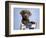 Barlow-Rachael Hale-Framed Photographic Print