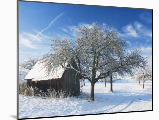 Barn and Apple Trees in Winter, Weigheim, Baden-Wurttemberg, Germany, Europe-Jochen Schlenker-Mounted Photographic Print