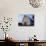 Barn and Corn Field at Chino Farms, Maryland, USA-Jerry & Marcy Monkman-Photographic Print displayed on a wall