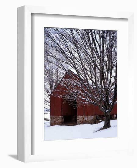 Barn and maple after snowfall, Fairfax County, Virginia, USA-Charles Gurche-Framed Premium Photographic Print