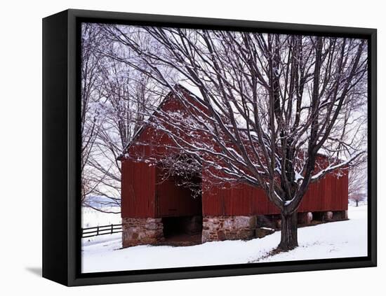 Barn and Maple after winter storm, Fairfax County, Virginia, USA-Charles Gurche-Framed Premier Image Canvas