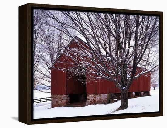 Barn and Maple after winter storm, Fairfax County, Virginia, USA-Charles Gurche-Framed Premier Image Canvas