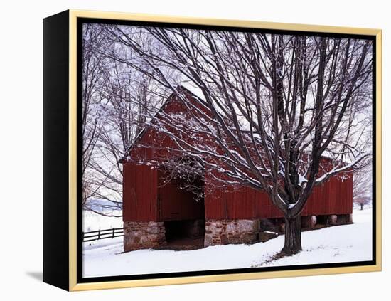 Barn and Maple after winter storm, Fairfax County, Virginia, USA-Charles Gurche-Framed Premier Image Canvas