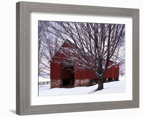 Barn and Maple after winter storm, Fairfax County, Virginia, USA-Charles Gurche-Framed Photographic Print