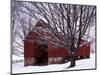 Barn and Maple after winter storm, Fairfax County, Virginia, USA-Charles Gurche-Mounted Photographic Print