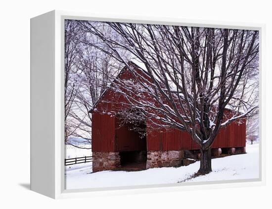 Barn and Maple after winter storm, Fairfax County, Virginia, USA-Charles Gurche-Framed Premier Image Canvas