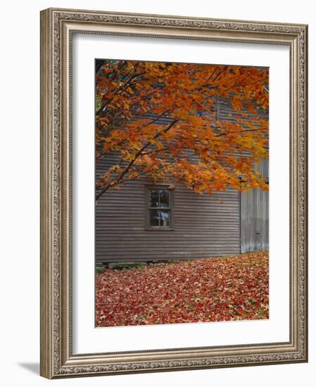 Barn and Maple Tree in Autumn, Vermont, USA-Scott T. Smith-Framed Photographic Print