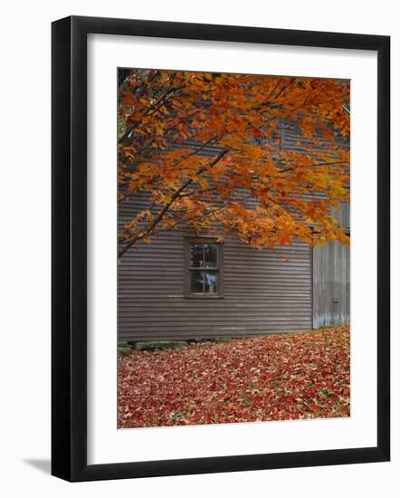 Barn and Maple Tree in Autumn, Vermont, USA-Scott T. Smith-Framed Photographic Print