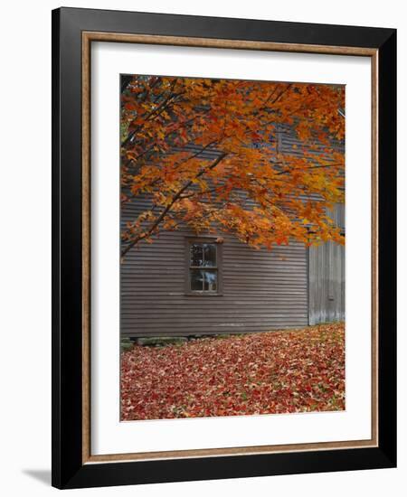 Barn and Maple Tree in Autumn, Vermont, USA-Scott T. Smith-Framed Photographic Print