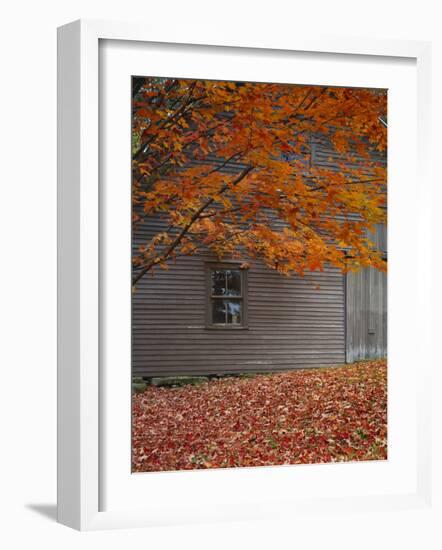 Barn and Maple Tree in Autumn, Vermont, USA-Scott T. Smith-Framed Photographic Print