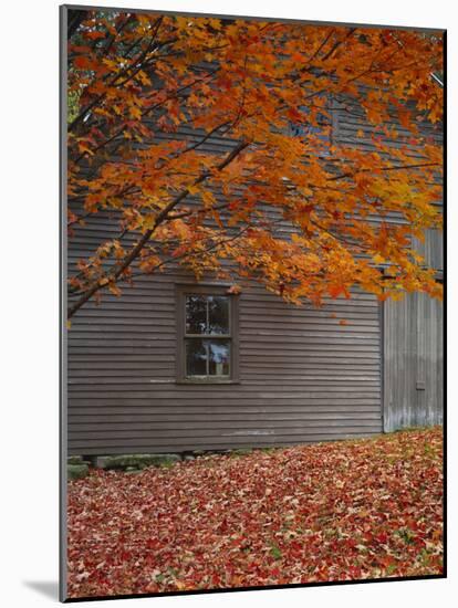 Barn and Maple Tree in Autumn, Vermont, USA-Scott T. Smith-Mounted Photographic Print