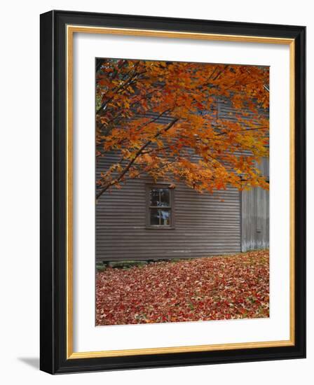 Barn and Maple Tree in Autumn, Vermont, USA-Scott T. Smith-Framed Photographic Print