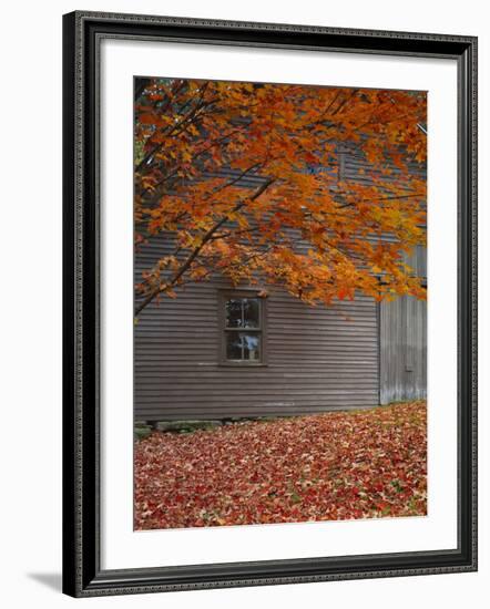 Barn and Maple Tree in Autumn, Vermont, USA-Scott T. Smith-Framed Photographic Print