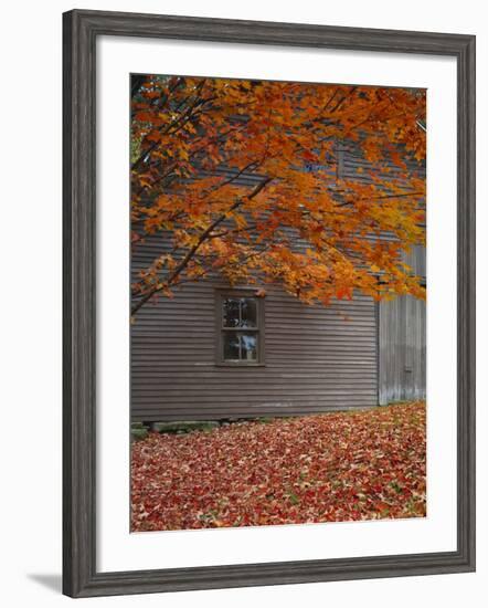 Barn and Maple Tree in Autumn, Vermont, USA-Scott T. Smith-Framed Photographic Print