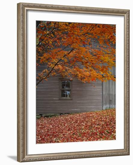 Barn and Maple Tree in Autumn, Vermont, USA-Scott T. Smith-Framed Photographic Print