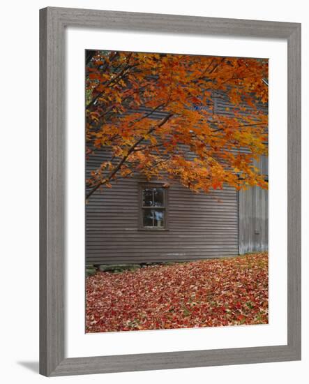 Barn and Maple Tree in Autumn, Vermont, USA-Scott T. Smith-Framed Photographic Print