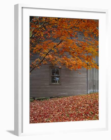 Barn and Maple Tree in Autumn, Vermont, USA-Scott T. Smith-Framed Photographic Print