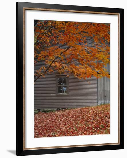 Barn and Maple Tree in Autumn, Vermont, USA-Scott T. Smith-Framed Photographic Print