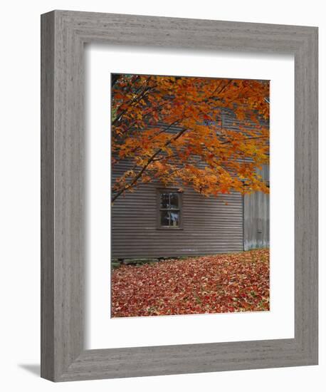 Barn and Maple Tree in Autumn, Vermont, USA-Scott T. Smith-Framed Photographic Print