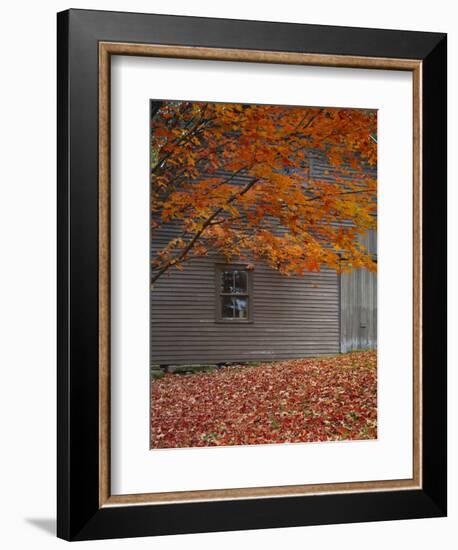 Barn and Maple Tree in Autumn, Vermont, USA-Scott T. Smith-Framed Photographic Print