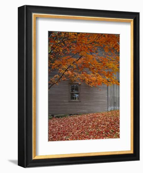 Barn and Maple Tree in Autumn, Vermont, USA-Scott T. Smith-Framed Photographic Print