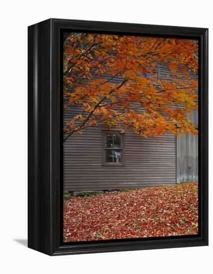 Barn and Maple Tree in Autumn, Vermont, USA-Scott T. Smith-Framed Premier Image Canvas